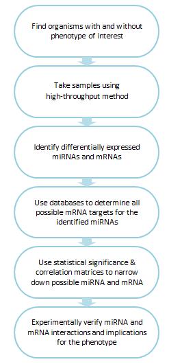 Steps for determining which mRNAs are targets of miRNAs.
